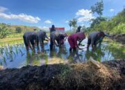 Kapolres Bima Kota dan Ketua Bhayangkari Cabang Bima Kota Bersama Warga Tani Tanam Padi di Persawahan Nungga, Dukung Ketahanan Pangan Nasional