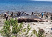 Polsek Wera Evakuasi Bangkai Paus Sperma Terdampar di Pantai Nangawera