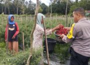 Pemantauan Pengolahan Lahan Pekarangan dalam Mendukung Ketahanan Pangan Nasional