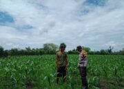 Sukseskan Program Nasional,BKTM Desa Doromelo Motivasi Warga Tanaman Jagung