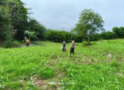 BKTM Desa Adu Dukung Ketahanan Pangan, Dampingi Warga Semprot Gulma Tanaman Jagung