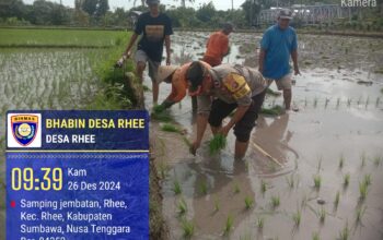 Bhabinkamtibmas Desa Rhee Dukung Ketahanan Pangan,  Terjun Langsung Bantu Petani Tanam Padi