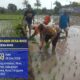 Bhabinkamtibmas Desa Rhee Dukung Ketahanan Pangan,  Terjun Langsung Bantu Petani Tanam Padi