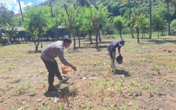 Bhabinkamtibmas Polsek Rhee Sambangi Petani di Desa Luk, Dukung Ketahanan Pangan Nasional