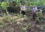 Bhabinkamtibmas Babussalam Aktif Dukung Ketahanan Pangan di Lombok Barat