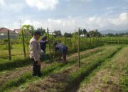 Inspiratif! Bhabinkamtibmas Ajak Warga Lombok Barat Manfaatkan Lahan untuk Ketahanan Pangan