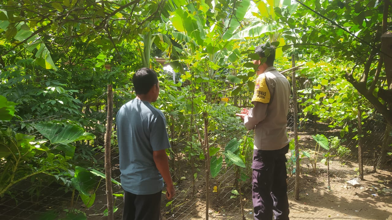 Inovasi Polsek Sekotong: Pekarangan Produktif untuk Keluarga Sehat dan Bergizi