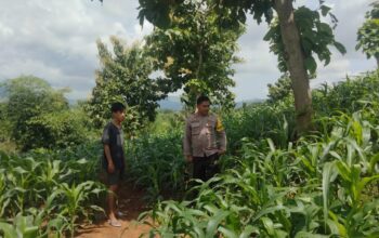 BKTM Desa Mbawi Pantau Lahan Jagung Warga dan Berikan Edukasi Pertanian