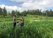 Bhabinkamtibmas Mareje Dukung Petani Jagung di Lembar