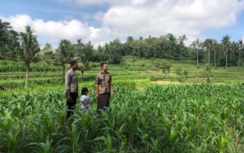 Bhabinkamtibmas Mareje Dukung Petani Jagung di Lembar