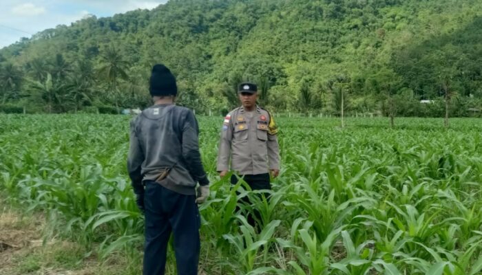 Bhabinkamtibmas Sekotong Dorong Pemanfaatan Lahan untuk Ketahanan Pangan