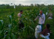Kuripan Utara Siapkan Pola Tanam Adaptif di Musim Tak Menentu