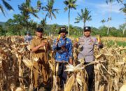 Polsek Gerung Dampingi Panen Jagung di Giri Tembesi