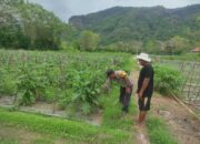 Bhabinkamtibmas Desa Benete Dampingi Petani Sayur Sukseskan Ketahanan Pangan di Desa Binaan