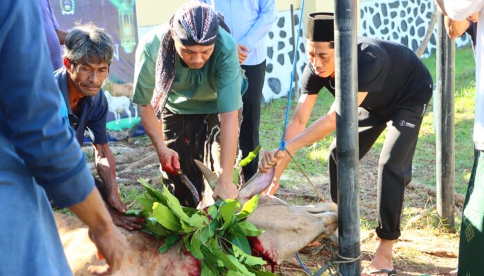 Polres Lombok Utara Rayakan Idul Adha Dengan Pemotongan Hewan Kurban