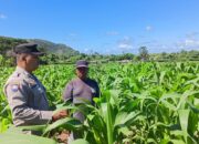 Bhabinkamtibmas Desa Sekongkang Bawah Laksanakan Sambang dan Cek Ketahanan Pangan Lahan Jagung MT2