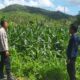 Polri Dukung Ketahanan Pangan di Eyat Mayang Lewat Pendampingan Petani Jagung