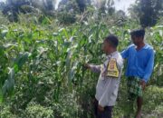 Bhabinkamtibmas Montong Are Dorong Ketahanan Pangan Melalui Pendataan Petani Jagung