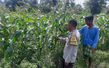 Bhabinkamtibmas Montong Are Dorong Ketahanan Pangan Melalui Pendataan Petani Jagung