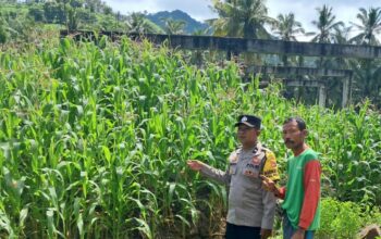 Ketahanan Pangan Dimulai dari Desa: Bhabinkamtibmas Pelangan Dampingi Warga Bertani