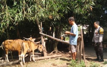Ketahanan Pangan Berbasis Komunitas di Dusun Melase