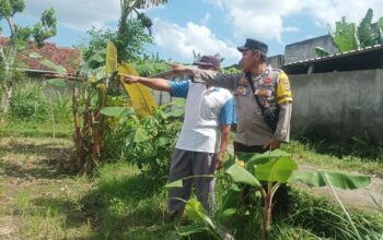 Dusun Dawung Gerakkan Swasembada Pangan dari Pekarangan Rumah