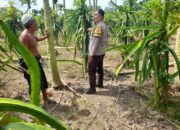 Ketahanan Pangan Diperkuat, Polres Lombok Barat Turun ke Ladang