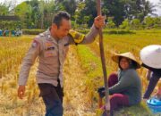 Bhabinkamtibmas Kuripan Utara Dorong Ketahanan Pangan dari Lahan Produktif Warga