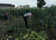 Peran Aktif Bhabinkamtibmas Labuapi Dukung Ketahanan Pangan Lokal