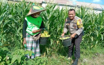 Polsek Labuapi Edukasi Warga Desa Jerneng untuk Tanam Sayur