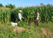 Bhabinkamtibmas Tarusa  Dukung Ketahanan Pangan Nasional Melalui Program Sambang dan Pengecekan Lahan Produktif