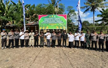 Penanaman Jagung Serentak Kuartal III dan Lahan Perhutanan Sosial Dukung Ketahanan Pangan di Sumbawa