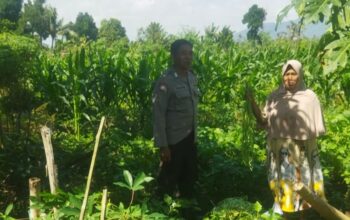 Pendekatan Humanis Polri di Sawah Karang Kuripan: Wujudkan Pangan Aman
