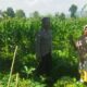 Bhabinkamtibmas Desa Kediri Dorong Ketahanan Pangan Bersama Petani Karang Kuripan