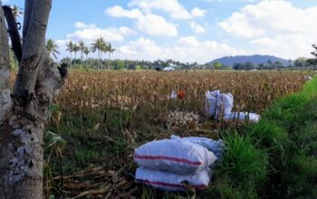 Bhabinkamtibmas Tempos Dampingi Panen Jagung, Wujud Nyata Dukung Ketahanan Pangan