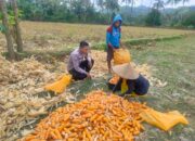 Bhabinkamtibmas Lembar Dukung Petani Jagung di Dusun Eyat Mayang