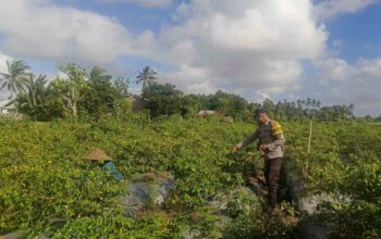 Bhabinkamtibmas Kuripan Utara Dorong Ketahanan Pangan dari Pekarangan Warga