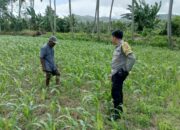Jagung dan Keamanan: Bhabinkamtibmas Cendi Manik Turun ke Lahan