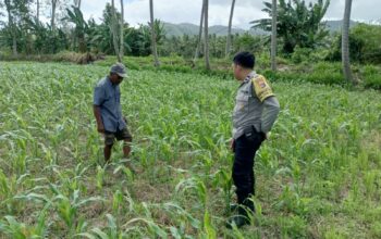 Jagung dan Keamanan: Bhabinkamtibmas Cendi Manik Turun ke Lahan