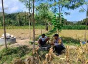 Dukung Ketahanan Pangan, Bhabinkamtibmas Lembar Beri Semangat Petani Jagung di Eyat Mayang