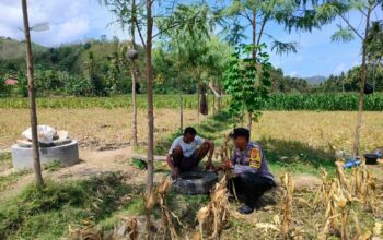 Dukung Ketahanan Pangan, Bhabinkamtibmas Lembar Beri Semangat Petani Jagung di Eyat Mayang