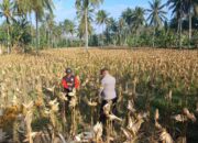 Panen Jagung di Dusun Lilin, Polsek Gerung Perkuat Sinergi dengan Petani