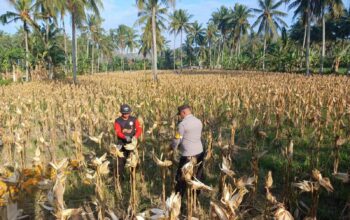 Panen Jagung di Dusun Lilin, Polsek Gerung Perkuat Sinergi dengan Petani
