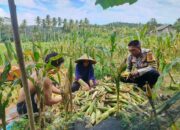 Polisi Sambangi Petani Jagung di Eyat Mayang Lembar, Dorong Ketahanan Pangan Lokal