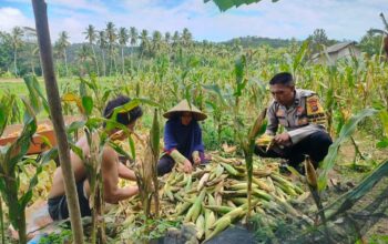 Polisi Sambangi Petani Jagung di Eyat Mayang Lembar, Dorong Ketahanan Pangan Lokal