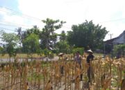 Panen Jagung Hibrida di Desa Kuripan Timur: Polri Turun Langsung Dukung Petani
