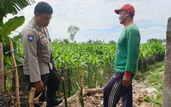 Sinergi Polsek Kediri dan Petani Banyumulek Perkuat Program Ketahanan Pangan
