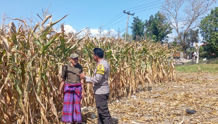 Bhabinkamtibmas Desa Kempo Lakukan Pemantauan tanaman jagung warga binaan.