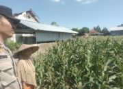Sinergi Polri dan Petani di Desa Labuapi untuk Perkuat Ketahanan Pangan Nasional