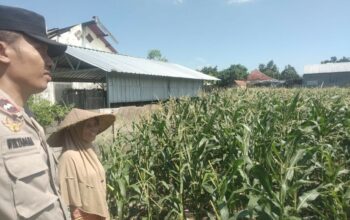 Sinergi Polri dan Petani di Desa Labuapi untuk Perkuat Ketahanan Pangan Nasional